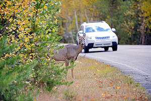Peak Time for Deer Crashes in Minnesota is Here