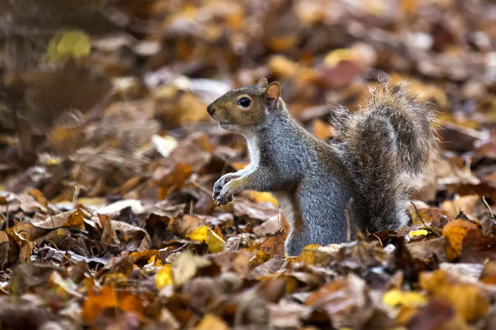CPR on a Squirrel? Watch the Video