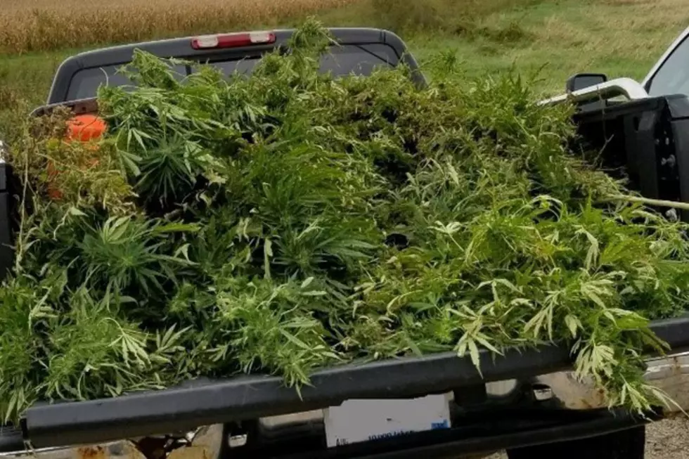 Marijuana Grow Found on DNR Land in Dodge County