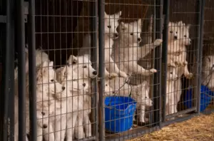 Nearly 170 Dogs Seized From Northern Iowa Puppy Mill