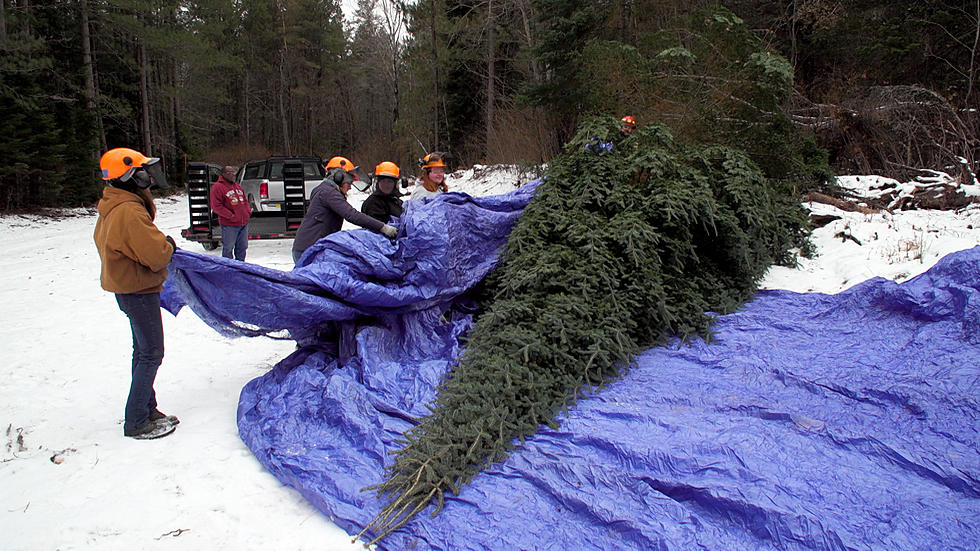 Official Minnesota Christmas Tree is Headed to St. Paul