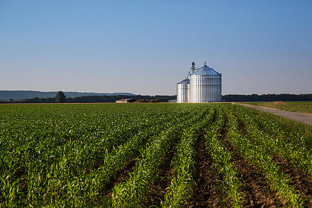 Over a Third of Minnesota Farms Lost Money in 2018