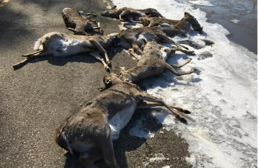 Poached Deer Dumped in Wabasha County