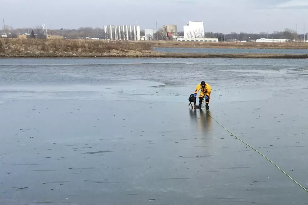 Dog Rescued After Falling Through Ice on Rochester Lake