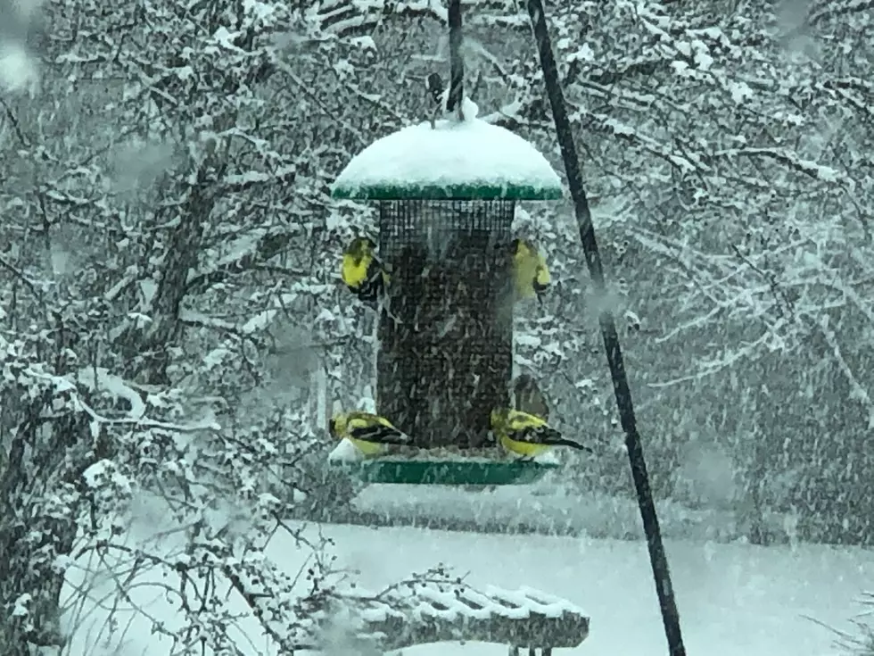 Minnesota Hit by Heavy Slushy Snow-Rochester Sees About 6 Inches