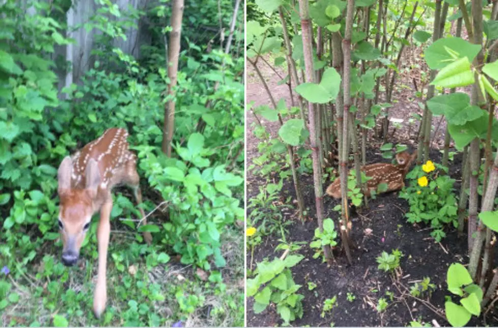 Minnesota Police Dept. Helps Fawn Reunite With Its Mother