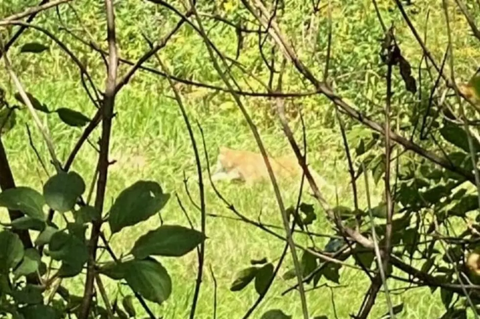 Cougar Spotted Near Dodge Center