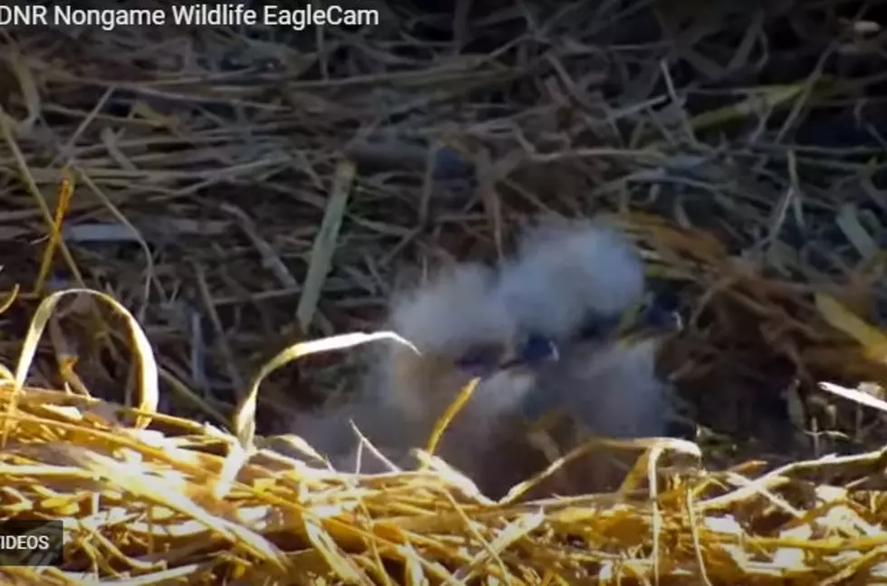 Second Bald Eagle Hatches in Minnesota Nest