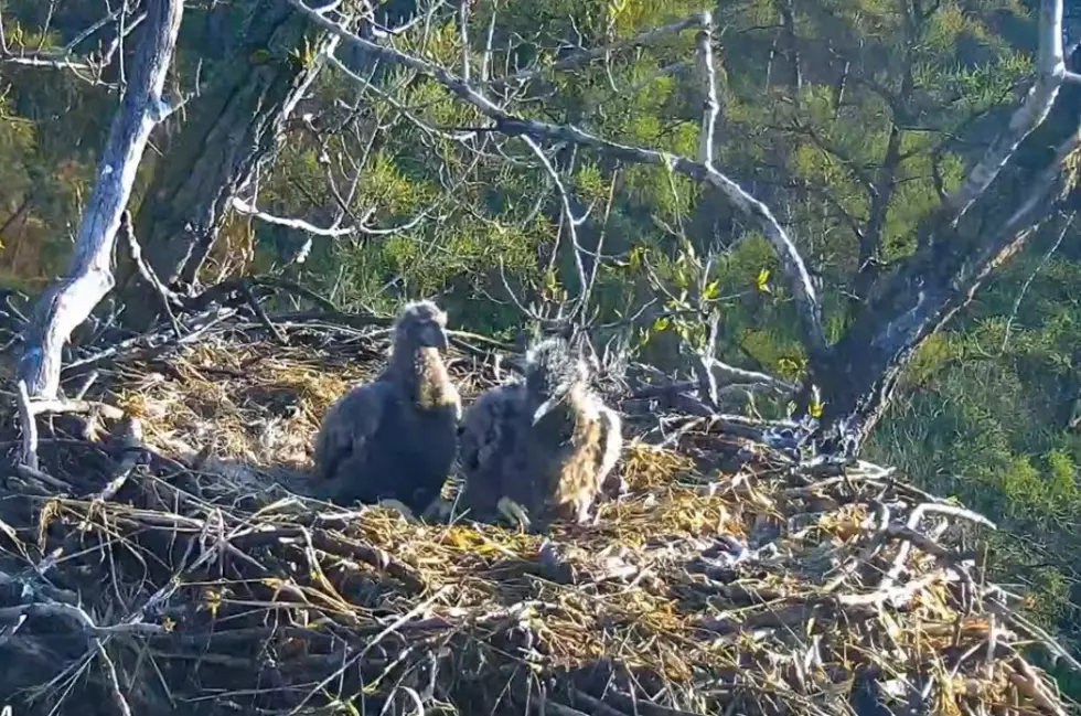 Minnesota’s Eaglets Are Nearly Two Months Old – And Growing