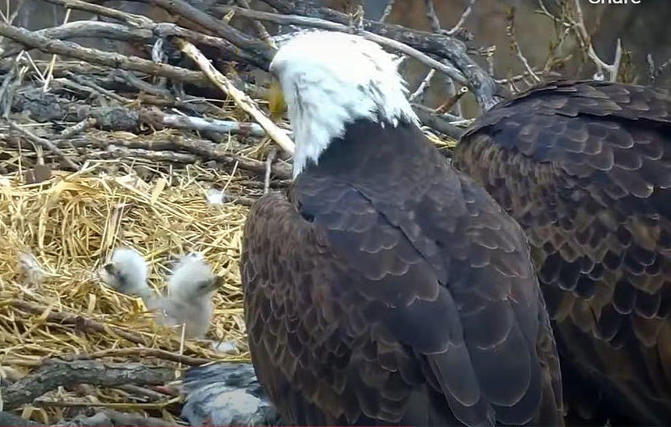 Minnesota’s Newest Bald Eagle Makes Live Debut