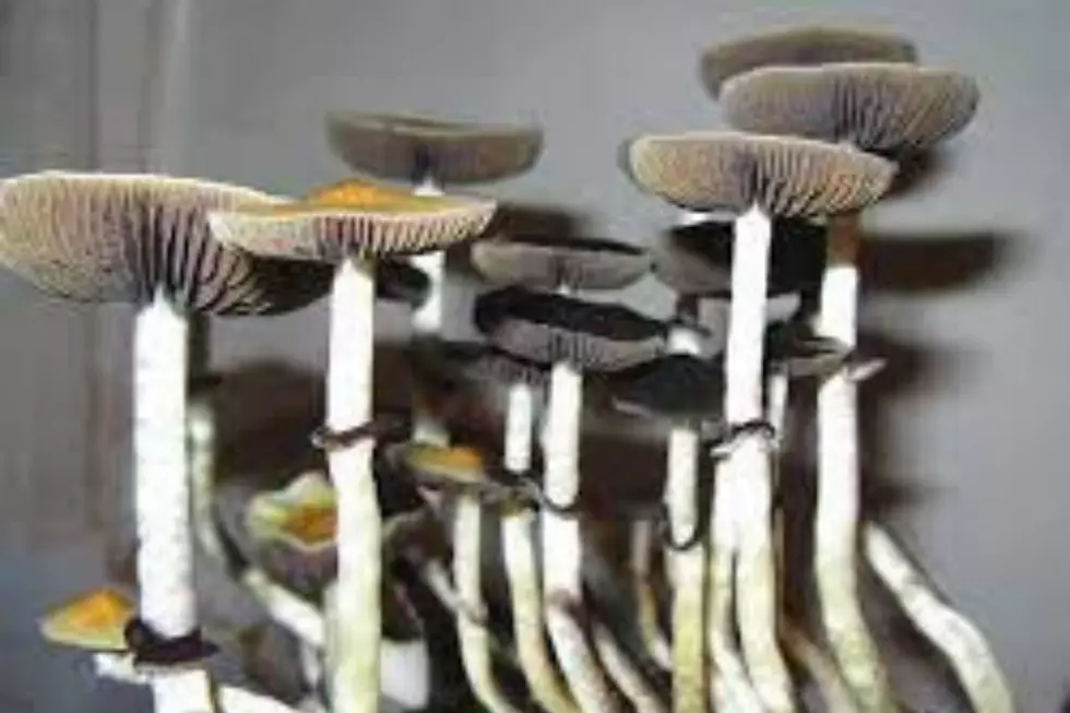 Rochester Couple Busted For Growing  ‘Shrooms’ Plead Guilty