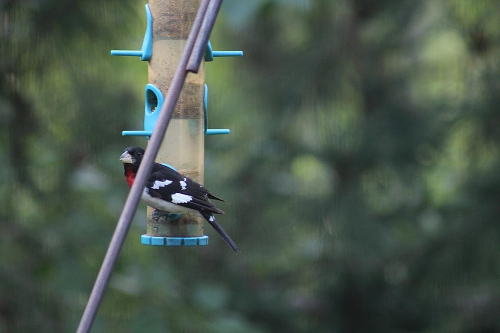 Minnesotans Asked To Consider Putting Away Bird Feeders/Baths