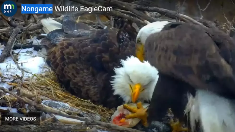 MN DNR EagleCam
