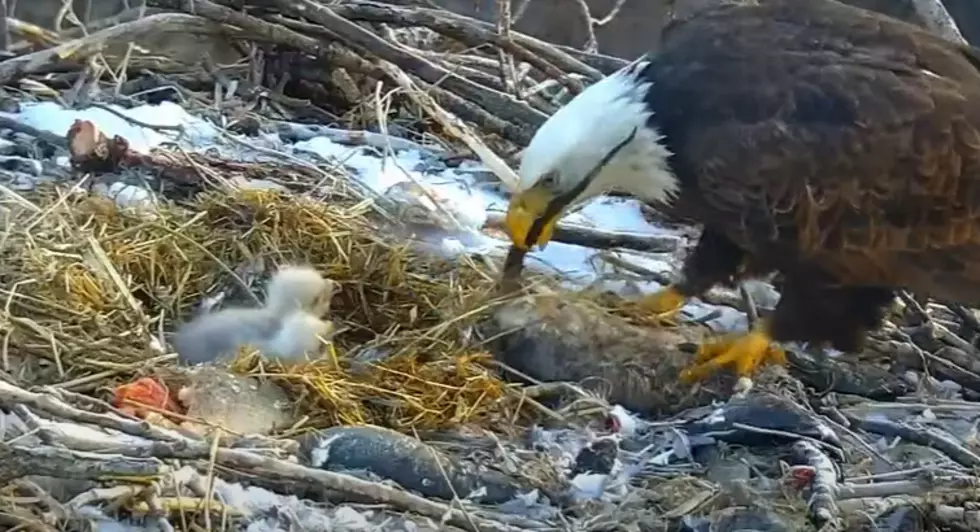 MN DNR EagleCam