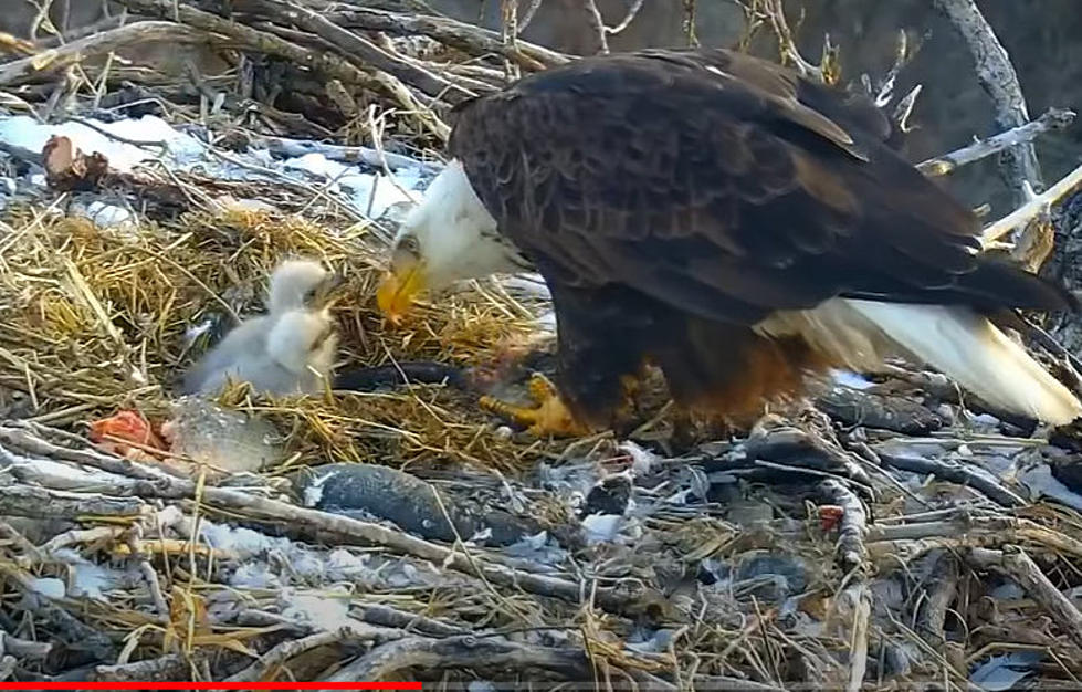 Minnesota&#8217;s Eaglets Are &#8220;Putting On The Pounds&#8221;