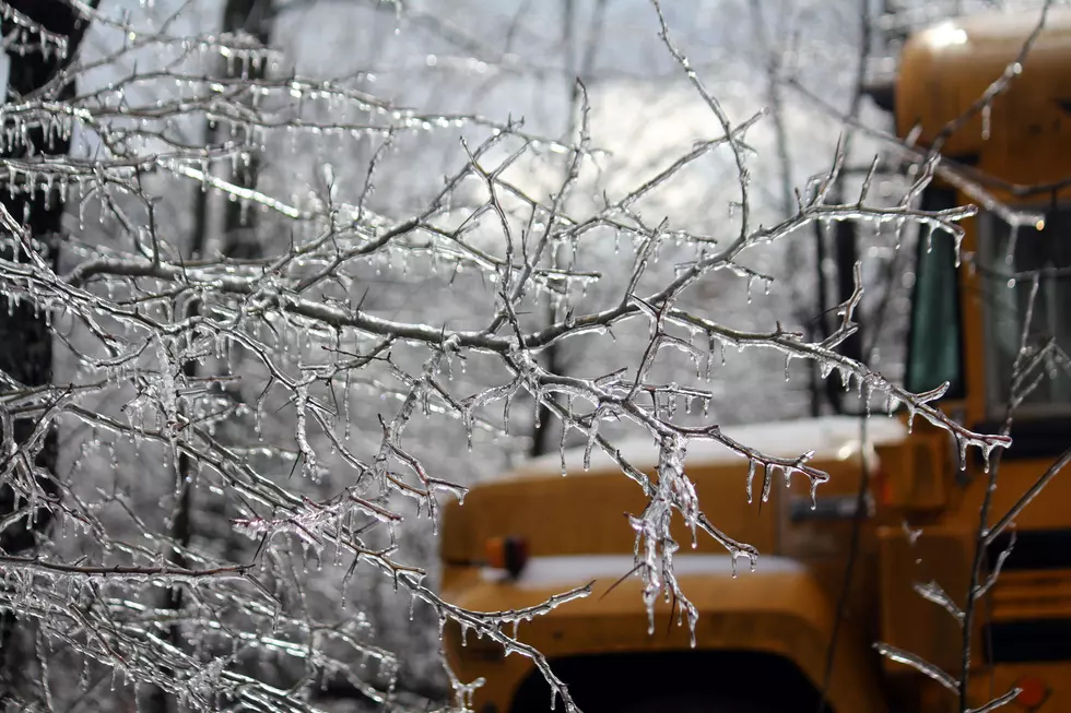 Icy tree branches and a school bus