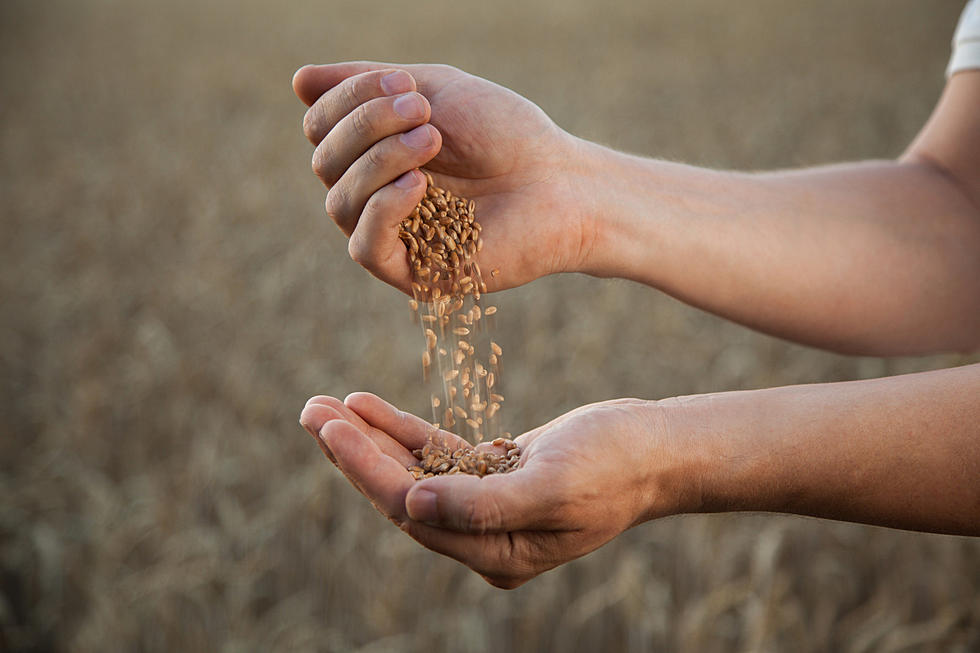 Minnesota Farmer Admits to $19 Million Organic Grain Fraud Scheme