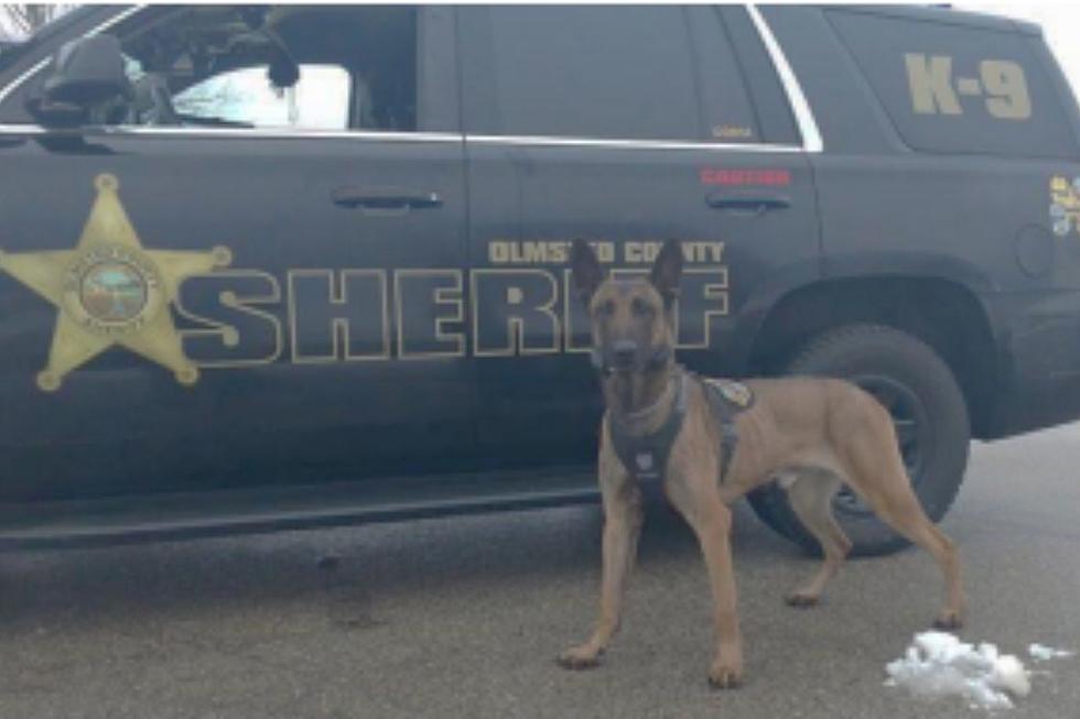 Olmsted County Sheriff's Office Mourns Passing of Decorated K9