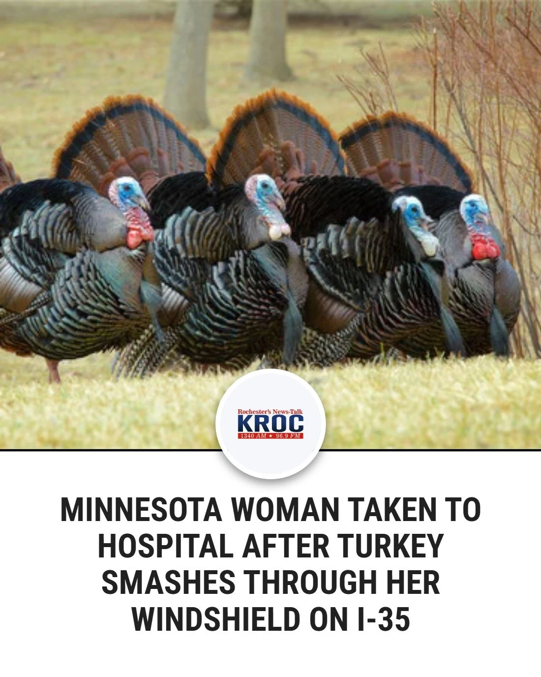 Lakeville Woman Strikes Turkey on I-35 Near Faribault