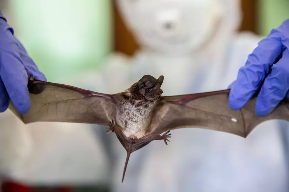 Rabid Bat Found Near Lanesboro Elementary School