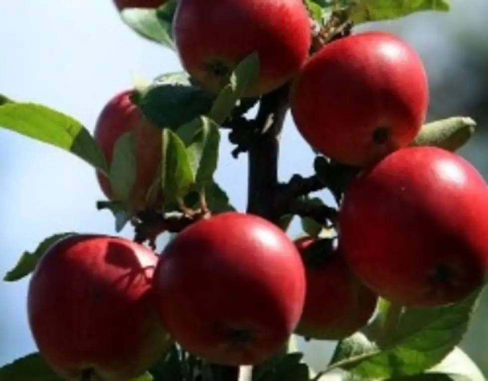 Minnesota Apple Crop Arrives Early