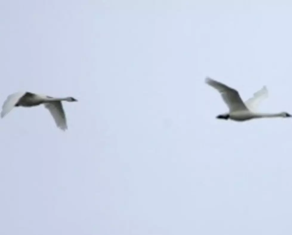Minnesota Trumpeter Swan Population Keeps Growing
