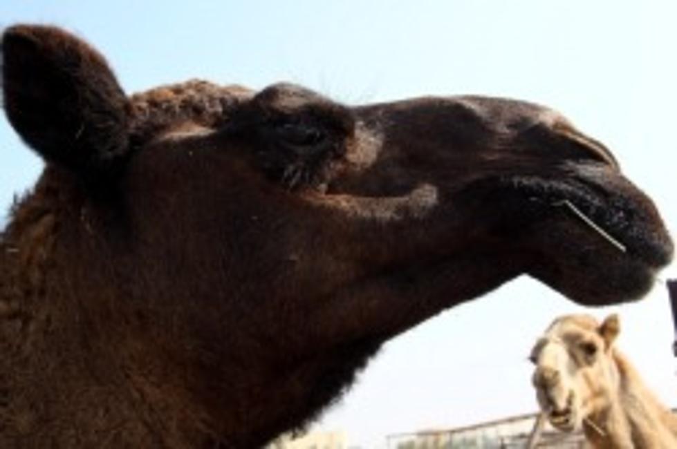 Camel Calf To Go On Exhibit At Minnesota Zoo