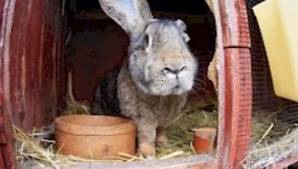 Here is a Hare-Raising Story!