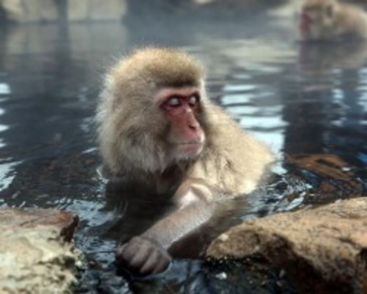 Обезьяна купается в теплой. Снежные обезьяны в горячих источниках Нагано. Японский макак. Парк обезьян Дзигокудани. Обезьяна в воде.
