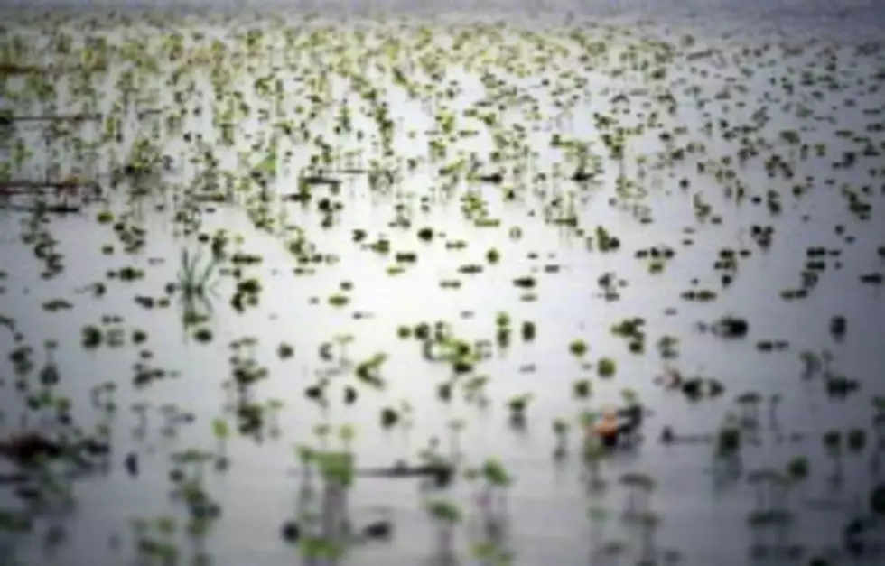 Rains Slow MN Fieldwork As Cold Delays Crop Growth