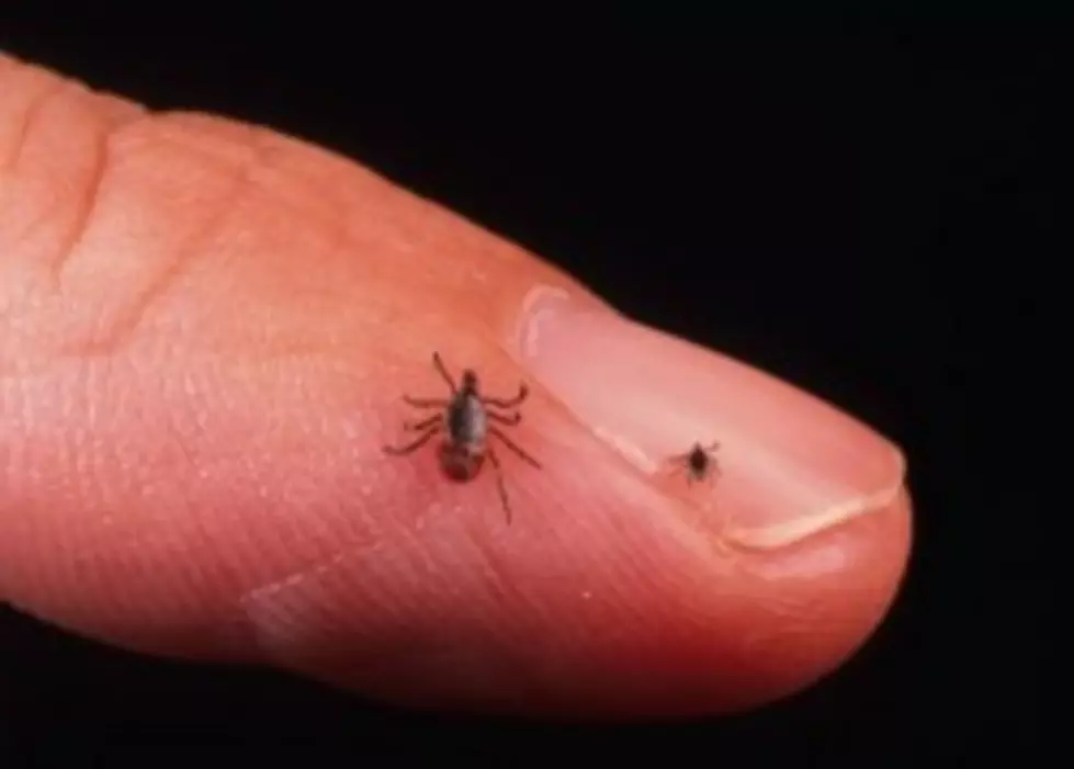 Warm, Wet Spring Has Ticks Thriving