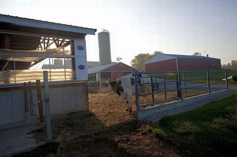 Heat Takes Toll On Minnesota’s Cattle, Turkeys [AUDIO]