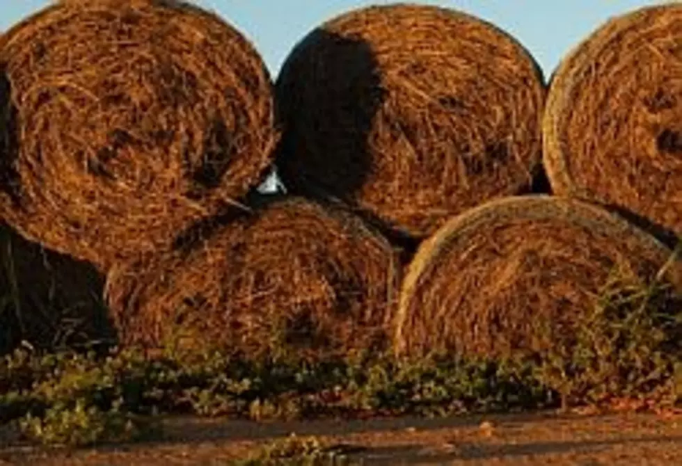 Drought-Sticken Farmers Buy Up Minnesota Hay