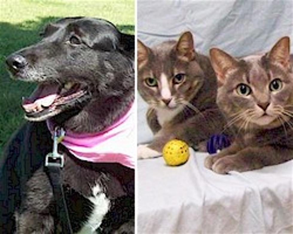 Pet Patrol: Sadie the Black Lab, Kat and Kitty are All Ready for a New Home