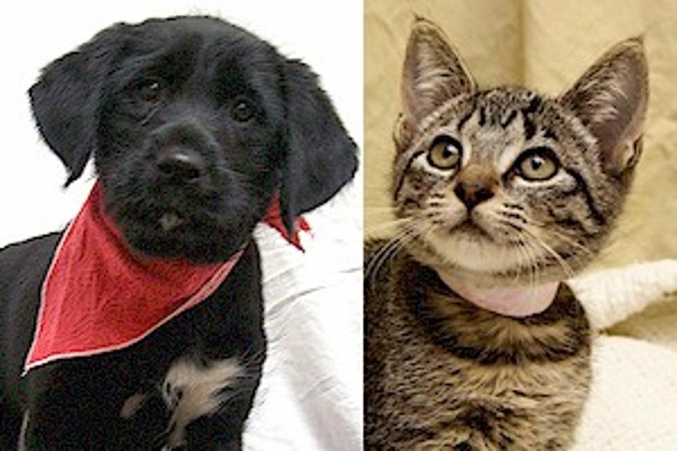 Pet Patrol: Sweet Oreo and Spicy Pepper are up for Adoption