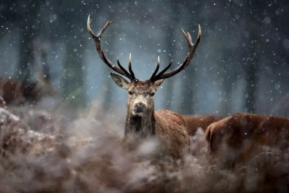 Deer Hunting Season Provides Economic Boost to MN