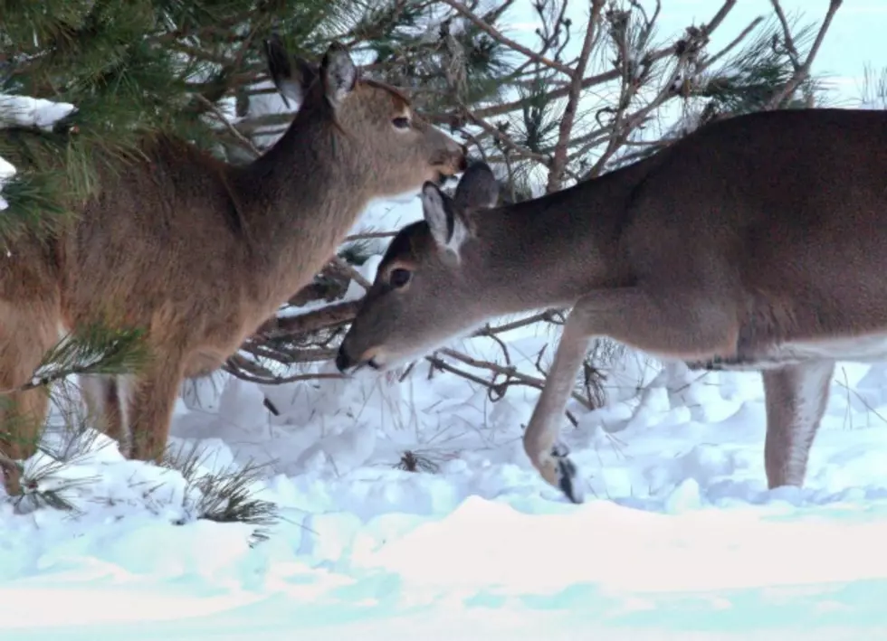 Minnesota Man’s Video Of Deer Rescue Spreads On Social Media
