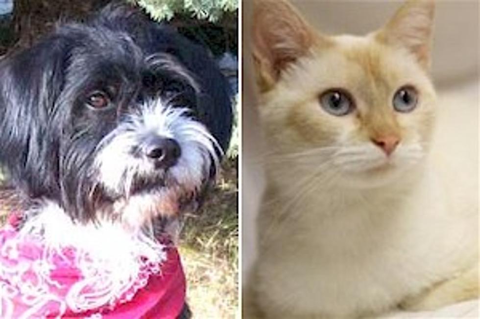 Pet Patrol: Kirby, Sue Want to Join Your Family for Thanksgiving