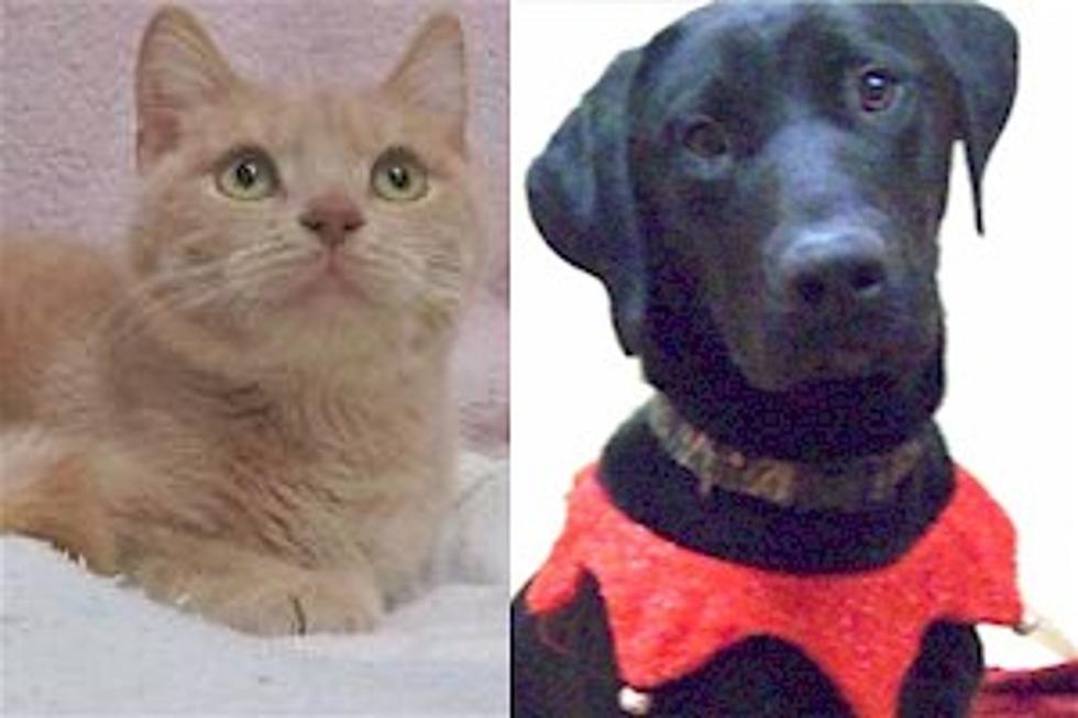 Pet Patrol: Mystique, Blue Would Make Great Family Additions