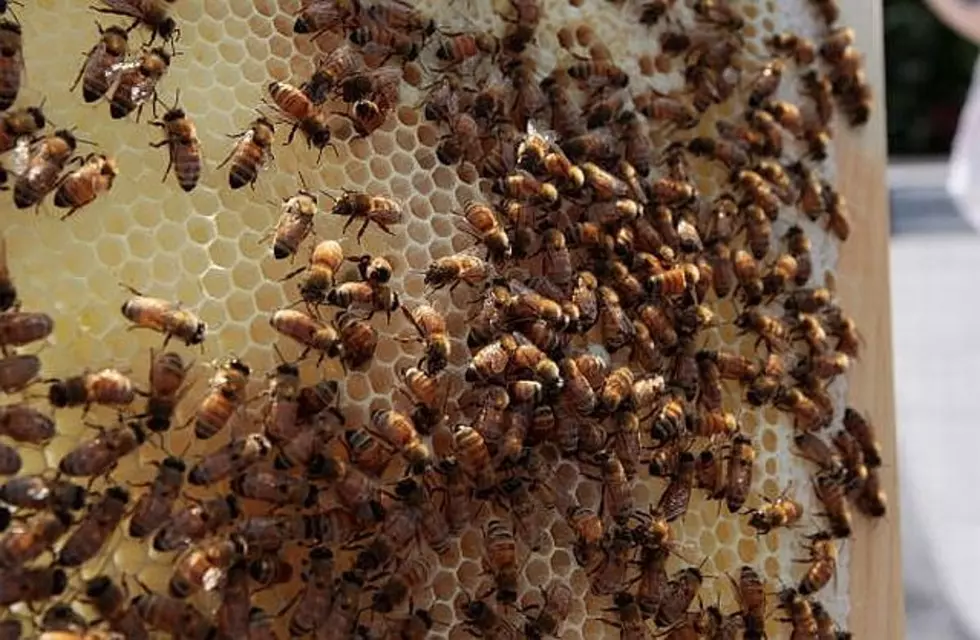 Learn About Honey Bees, Vegetables at River&#8217;s Edge