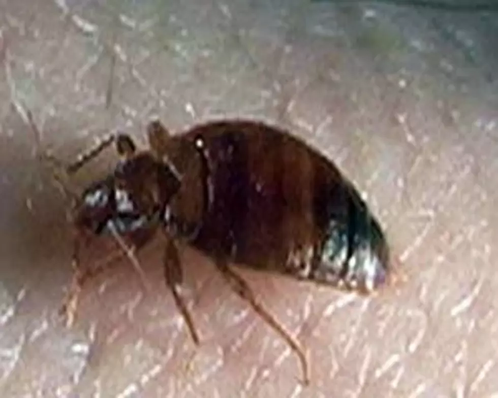 Learn How to Deal with a Bedbug Infestation