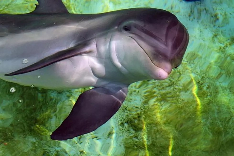 Minnesota Zoo Loses Female Dolphin Calf