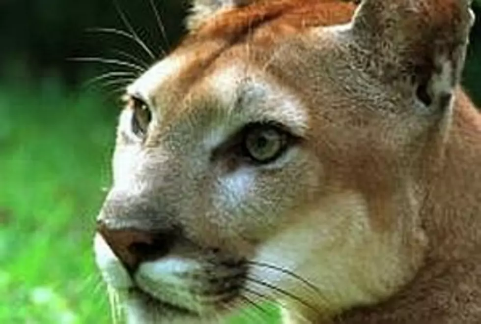 Cougar or Mountain Lion Attacks Horse