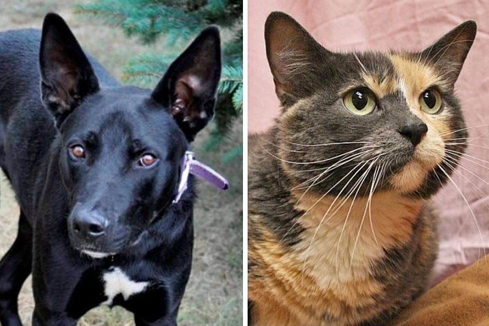 Pet Patrol: Meet Mojito + Samantha