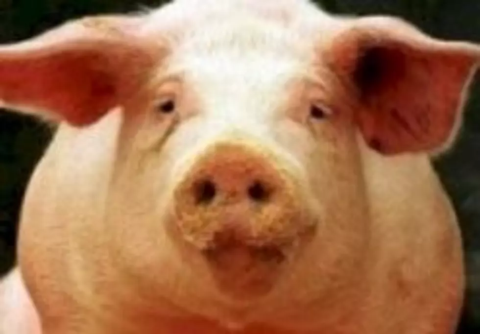 Three State Fair Swine Barn Visitors Show Flu Symptoms