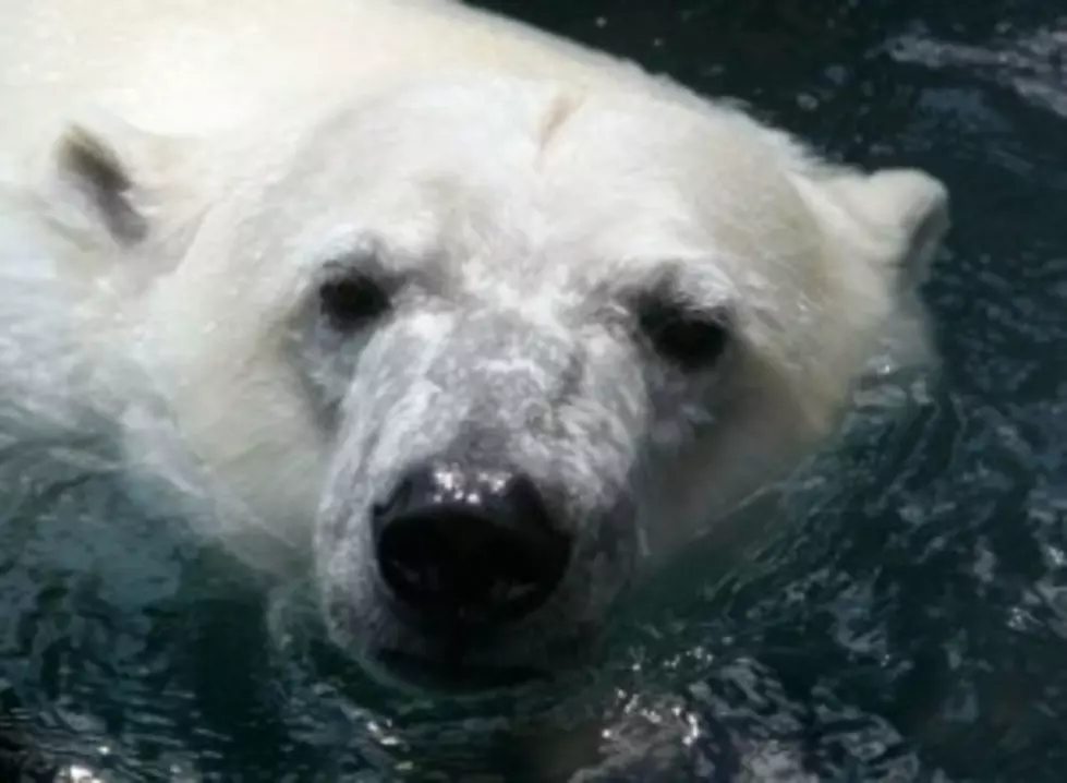 Duluth Polar Bear Improving After Surgery