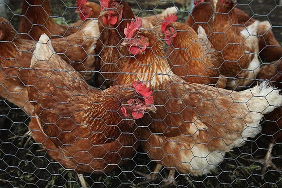 Chickens to be Discussed at Benton Co. Board Meeting [AUDIO]