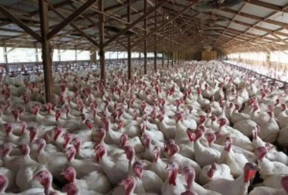 3rd Minnesota Turkey Farm Hit By Bird Flu Outbreak