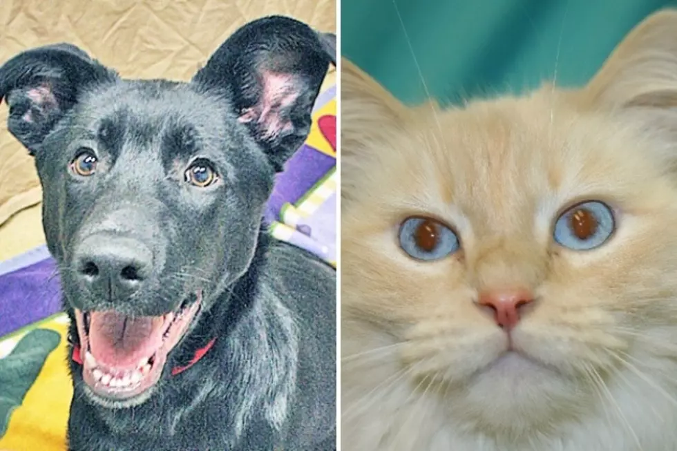 Pet Patrol: Meet Rambo + Pesty