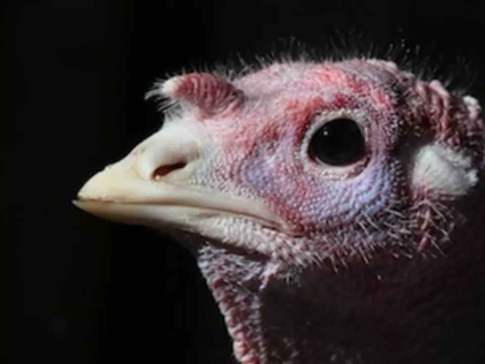 After Avian Flu, Governor&#8217;s Turkey Event Has Weightier Feel